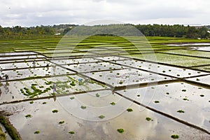 Agriculture Paddy field