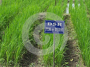 Agriculture Paddy field trail in India on multilocation by Researchg scholar