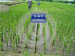Agriculture Paddy field trail SRIsystem of rice intensification IN DIFFRENT PLOTS in India on multilocation by Researchg scholar