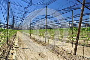 Agricultura durazno un árbol plantación 