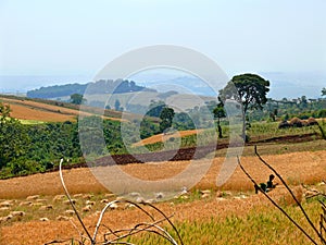 Agriculture. People working in the field. Africa, Ethiopia, Jiga.