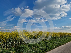 Agriculture photo. White clouds and blue sky. Sunny day.