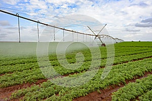 Agriculture, pivot irrigation system on carrot plantation on a blue sky day