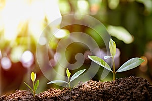 Agriculture and plant grow sequence with morning sunlight and dark green blur background.