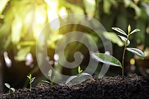 Agriculture and plant grow sequence with morning sunlight and dark green blur background. Germinating seedling grow step sprout gr