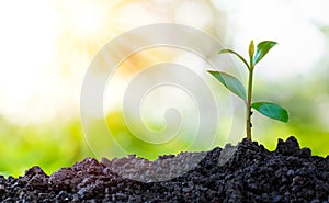 Agriculture and plant grow sequence with morning sunlight and green blur background.