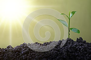 Agriculture and plant grow sequence with morning sunlight and green blur background. Germinating seedling grow step sprout growing