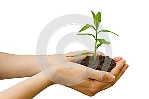 Agriculture. plant in a hand