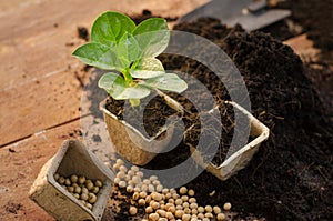 Agricultura planta semilla plántulas planta creciente sobre el maceta 