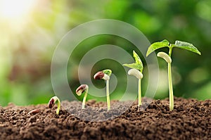 Zemědělství rostlina setí rostoucí krok v zahradě a 
