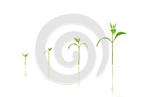 Agriculture plant seeding growing step concept on white isolated background