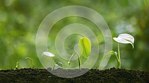 Agriculture plant seedlings growing in germination sequence on fertile soil with blurred greenery background