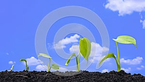 agriculture plant seedlings growing in germination sequence on fertile soil with blurred white clouds in blue sky