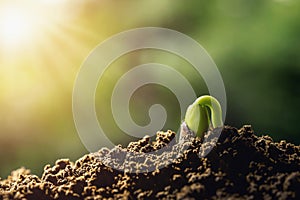 agriculture. plant sprout growing on soils