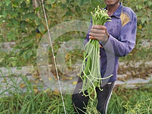 Agriculture planting fresh long bean vegetable scene at the farm