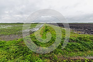 Agriculture in the polder. photo