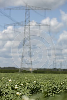 Agriculture potato farmland with electricity towers