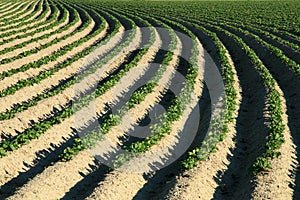 Agriculture potatoes