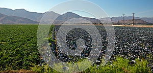 Agriculture Produce Farm Field in Camarillo California USA photo