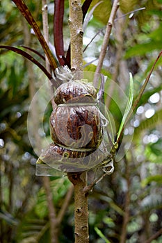 Agriculture - Propagate Plants by Air Layering photo