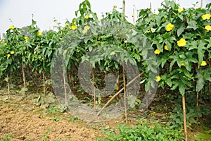 Agriculture, pumpkin Field