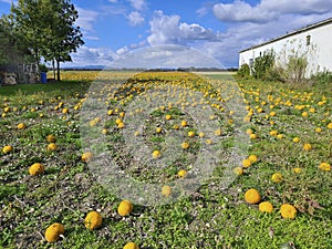 Agriculture, Pumpkin Field