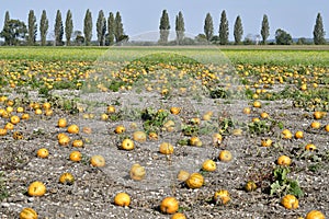 Agriculture, Pumpkin Field in Lower Austria photo
