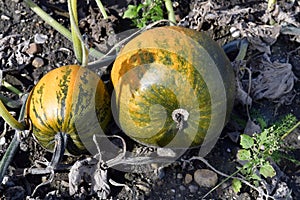 Agriculture, Pumpkin Field in Lower Austria