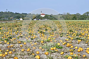 Agriculture, Pumpkin Field and rural village