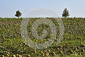 Agriculture, Pumpkin Field in Lower Austria