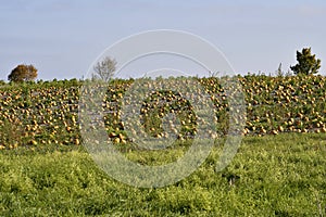 Agriculture, Pumpkin Field in Lower Austria