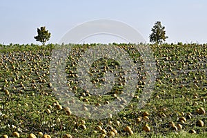 Agriculture, Pumpkin Field in Lower Austria