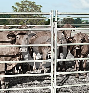 Agriculture restrained beef cattle in corral