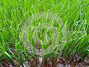 Agriculture rice fields, plantations, an Asian organic rice farm.