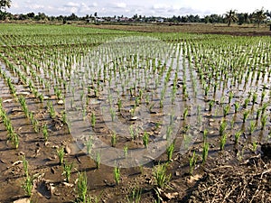 The Agriculture, Rice Seeds Planting