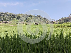 The agriculture of ricefield that look green