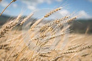 Agriculture: ripened golden spikelets of wheat in the field against the blue sky and clouds.