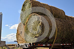 Agriculture: Rolls of alfalfa baled and strapped to a flatbed for transport