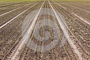 Agriculture rows of young green plants on vast field