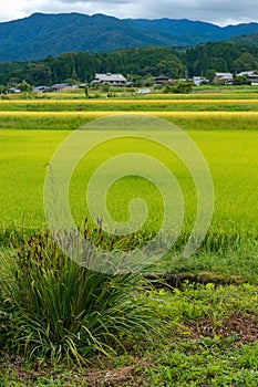 Agriculture scene. Selective focus on weed bush