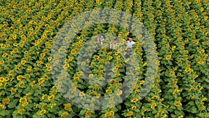 Agriculture scientists with tablet working on sunflower field. Aero Flight.