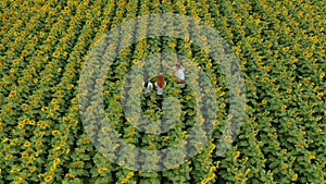 Agriculture scientists with tablet working on sunflower field. Aero Flight.