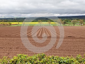 Agriculture in Scotland - freshly plowed field and rapeseed field in background - spring in Scotland