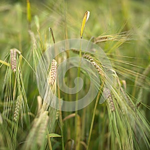 Agriculture seeds