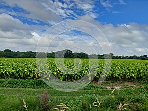Agriculture senery in landscape photo