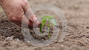 Agriculture. Senior farmer's hands with water are watering green sprout of peper. Young green seedling in soil