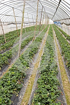 Agriculture shed farm