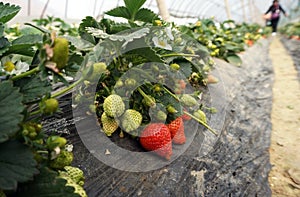 Agriculture shed farm