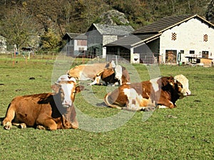 Agriculture Slow food farm