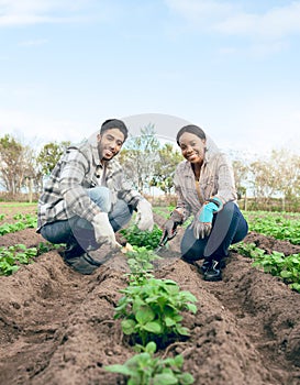 Agriculture, soil and farming couple gardening plants or vegetables growth on an agro, eco friendly land for green